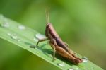 Grasshoper Stock Photo