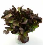 Fresh Red Lettuce On White  Background Stock Photo