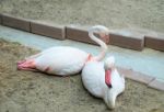 Flamingo Bird Stock Photo