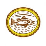 Saltwater Barramundi Rosette Woodcut Stock Photo