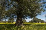 Almond Orchard In A Field Of Yellow Flowers Stock Photo