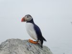 Puffin On Rock Stock Photo