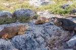 Wild Land Iguana On Santa Fe Island In Galapagos Stock Photo