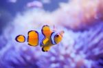 Cartoon Fish Near Sea Anemone Stock Photo