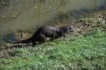 Eurasian Otter (lutra Lutra) In Natural Habitat Stock Photo