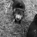 Tasmanian Devil Found During The Day In Tasmania Stock Photo