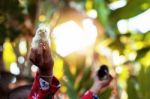 Children Holding Chicks With Sunlight Stock Photo