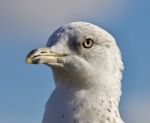 Amazing Picture Of A Cute Beautiful Gull And A Sky Stock Photo