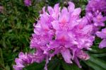 Close_up Of A Rhododendron Covered With Raindrops Stock Photo