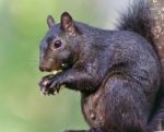 Image Of A Funny Black Squirrel Eating Nuts Stock Photo