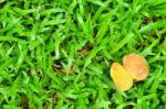 Background And Textured, Yellow Leaves Stock Photo