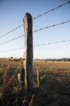 Rusted Sharp Timber And Metal Barb Wire Fence Stock Photo