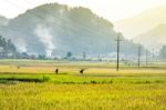 Close Up Rice Fields On Terraced Of Yellow Green Rice Field Landscape Stock Photo