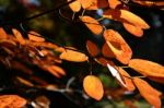 Leaves In Fall Stock Photo