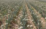 Onion Field With Flowerhead Stock Photo