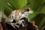 Tree Frog On Tropical Plant Stock Photo