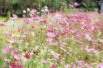 Cosmos Are Drying On Plots Stock Photo