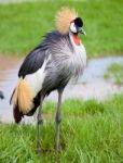 Crowned Crane Stock Photo