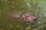 Hippopotamus Swimming In Water Stock Photo