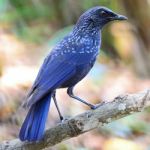 Blue Whistling Thrush Stock Photo