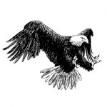 Illustration Of Eagle, Hawk Bird Stock Photo