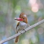 Female Banded Kingfisher Stock Photo