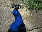 Peacock In The Shade Stock Photo