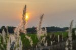 Wild Grasses In Sunset Time Stock Photo