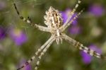 Argiope Lobata Stock Photo