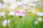 Cosmos With Refreshing At Nature Stock Photo