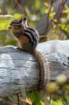 Uinta Chipmunk (neotamias Umbrinus Fremonti) Stock Photo