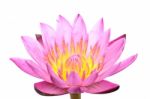 Pink Water Lily Stock Photo