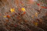 Autumn Maple Leaves Stock Photo