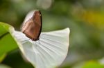 Great Eggfly Butterfly (hypolimnas Bolina) Stock Photo