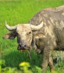  Carabao Stock Photo