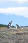 Penguin With Sky Stock Photo