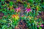 Aechmea Fasciata Kind Of Local Brazil Plants Colourful Stock Photo