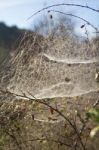 Spider Web On The Morning Stock Photo