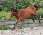 Horse Bucking With Joy Stock Photo