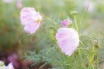 Pink Cosmos With Nature Stock Photo