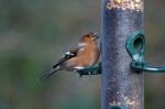 Chaffinch Stock Photo