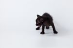 Cute Kitty Balck Cat Playing On White Background Stock Photo