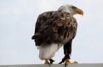 American Bald Eagle Stock Photo