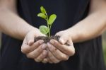 Hands Holding Seedleng Stock Photo