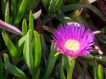 Purple Carpobrotus Edulis Flower Costa Del Sol Stock Photo