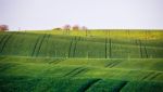 Spring Green Fields. Beautiful Wavy Spring View. Spring Rolling Stock Photo