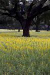 Carob Trees And Lupine Flowers Stock Photo