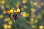 
Xyridaceae Beautiful Field Full Of Yellow Stock Photo