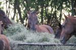 Horses In The Argentine Countryside Stock Photo