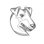 Manchester Terrier Head Drawing Stock Photo